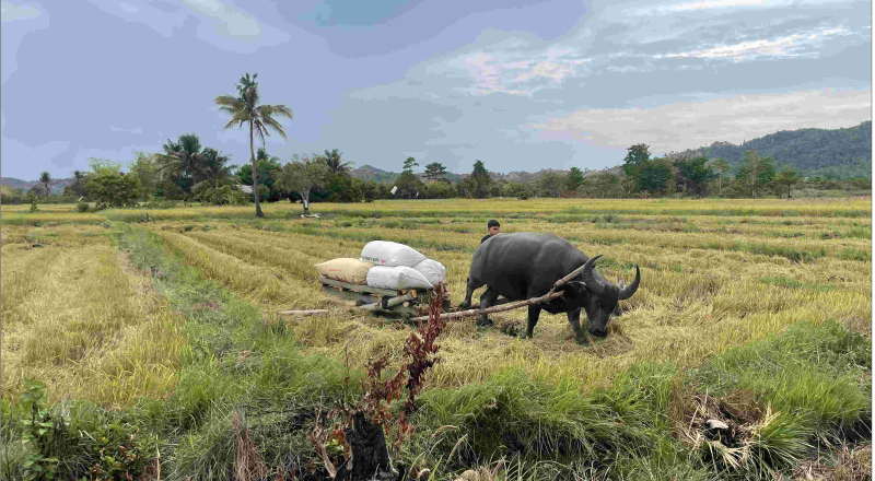 A person and a buffalo harvesting palay in Sitio Damsite, Calategas, June 2024.