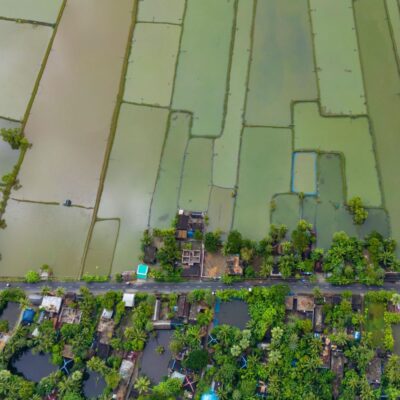 Aerial view of rice fields in Bangladesh.